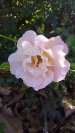 Close-up of pink rose flower