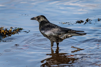 Crow perching at beach 