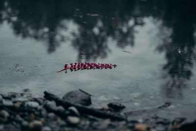 High angle view of red leaf in lake