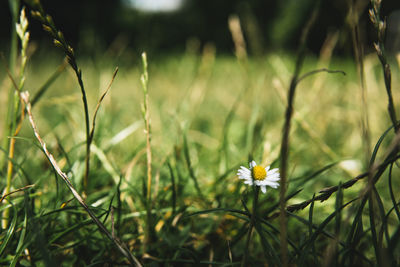 Close-up of yellow flowering plant on field