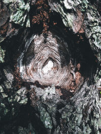 Full frame shot of tree trunk