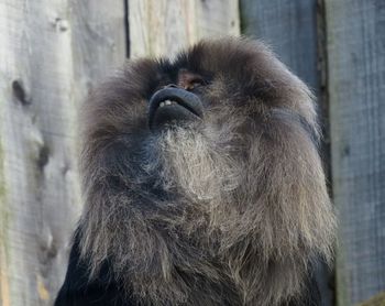 Close-up of a monkey