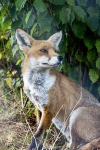 animal