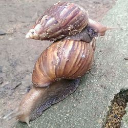 Close-up of snail