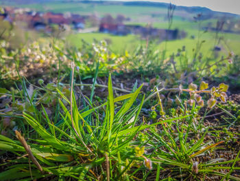 Close-up of plants growing on land