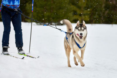 Skijoring dog racing. winter dog sports competition. siberian husky dog pulls skier. active skiing