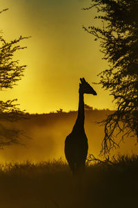 Silhouette woman standing on field against sky during sunset