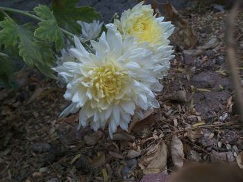 Close-up of flower