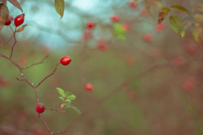 Close-up of red berries on branch
