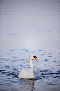 Side view of a swan in lake