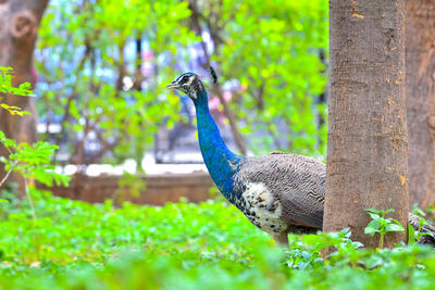 Peacock in a forest