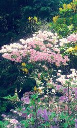 Close-up of pink flowers