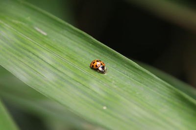 Ladybug on a leaf