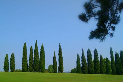 Panoramic shot of trees on field against clear sky