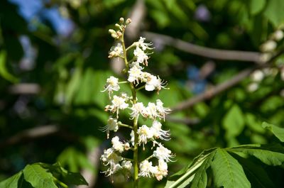 Close-up of flowering plant against tree