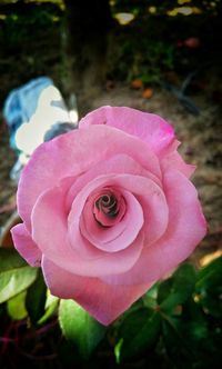Close-up of pink rose