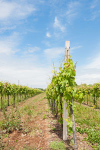 View of vineyard against sky