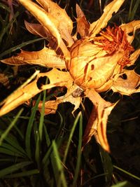 Close-up of dry flowers