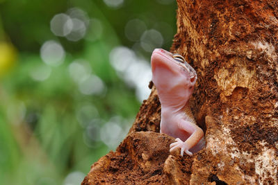 Close-up of lizard on tree trunk