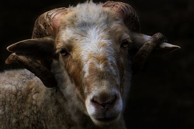 Close-up portrait of a sheep