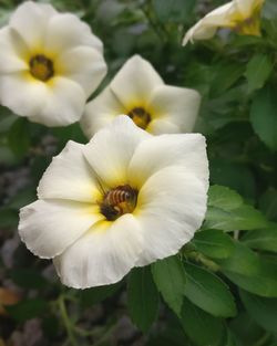 Close-up of white flowers blooming outdoors