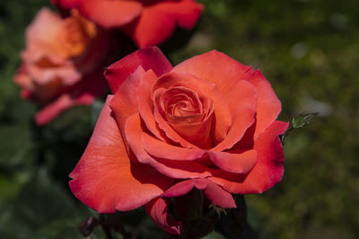 Close-up of orange rose