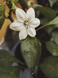 Close-up of white flowering plant