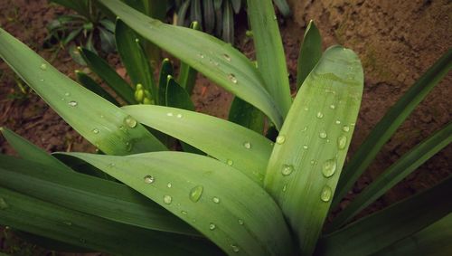 Close-up of raindrops on leaves