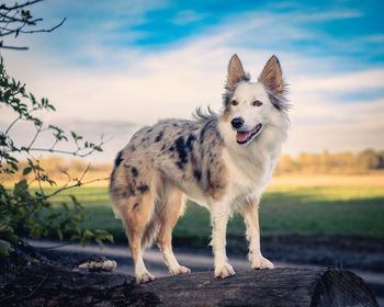 Dog standing on field