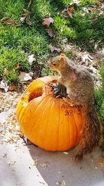 Pumpkins on field during autumn