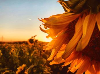 Close-up of yellow flowering plant during sunset