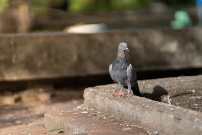 Close-up of pigeon perching on retaining wall