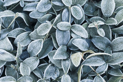 Full frame shot of frozen leaves during winter