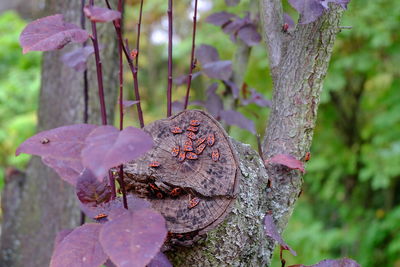 Close-up of insects on tree trunk in autumn