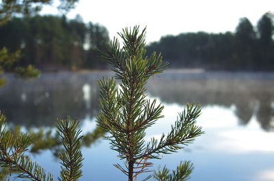 Close-up of plant by lake against sky