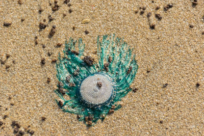 Mysterious bioluminescent blue button or porpita porpita at velneshwar beach in maharashtra, india