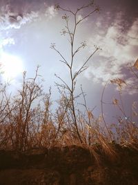 Low angle view of trees against sky