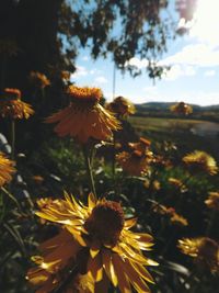 Close-up of flowers against sky