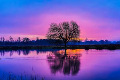 Silhouette tree by lake against sky at sunset