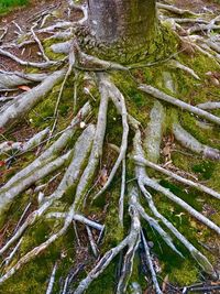 High angle view of tree roots