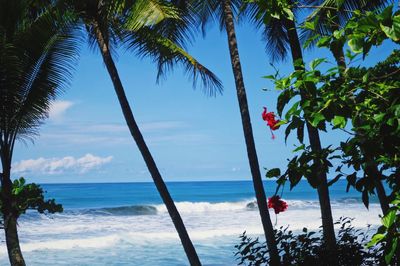 Palm trees on beach against sky