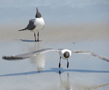 Seagull on a sea