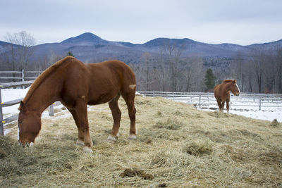 Horses in a field