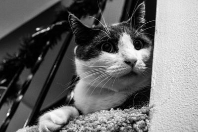 Close-up portrait of a cat