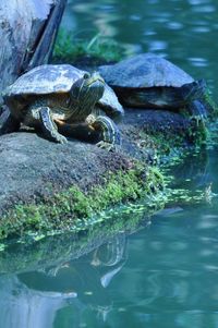 Close-up of turtle in lake