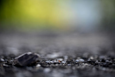 Close-up of surface level of plant