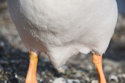 Close-up of wet bird during winter