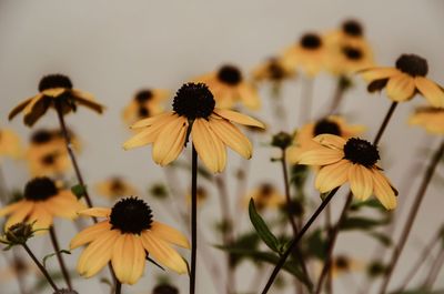 Close-up of yellow daisy flowers