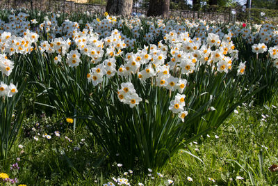 Close-up of white flowering plants in field