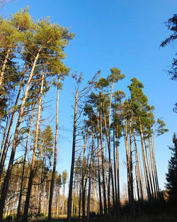 Low angle view of trees in forest against sky